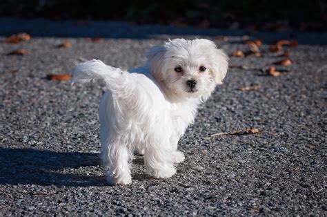 8 Adorable Toy Dog Breeds To Brighten Your Day Animal Bliss