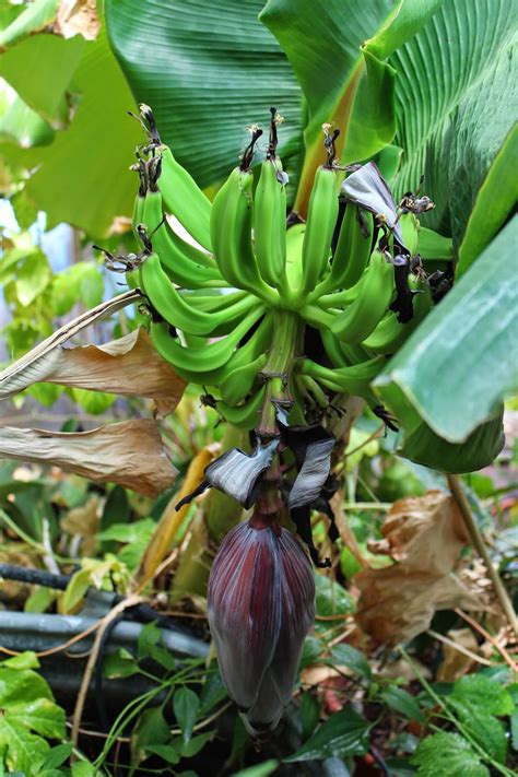 Maybe you would like to learn more about one of these? Fruit Trees - Home Gardening Apple, Cherry, Pear, Plum ...