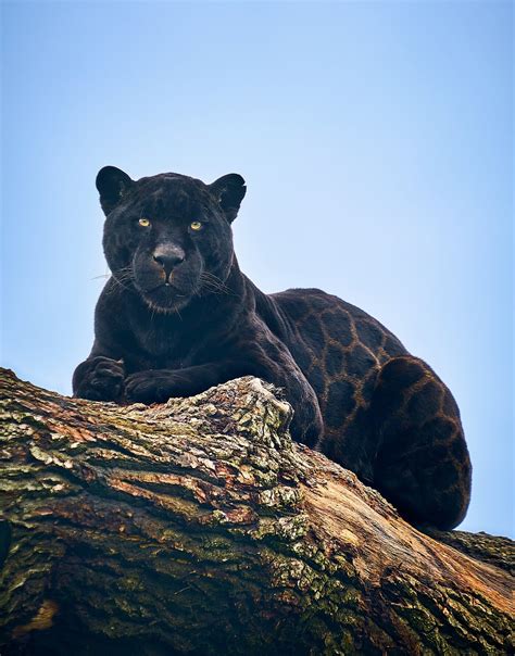 Photos Black Jaguars Rare Glistening Rosette Coat Looks Like ‘printed