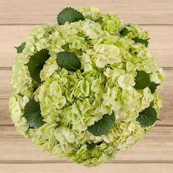 You can accept all cookies, or click to review your cookies preference. Costco Bulk Flowers - 36 Stem Sage Green Hydrangea | Green ...