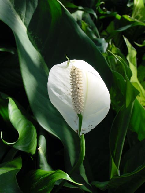 Filepeace Lily Spathiphyllum Genus Wikimedia Commons