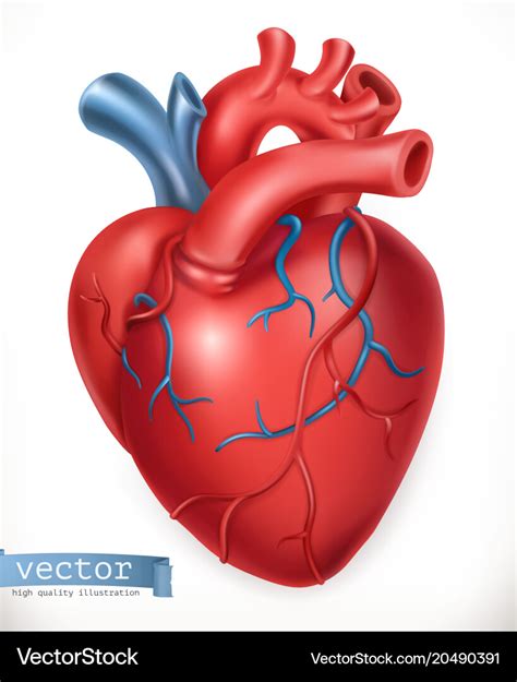 Human Heart Medicine Internal Organs 3d Icon Vector Image