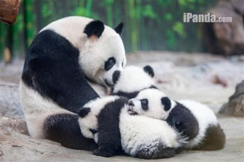 Photos Of Panda Triplets With Their Mother Panda Bear Baby Panda