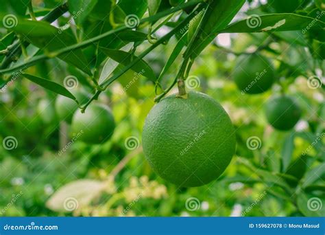 Green Lemon A Citrus Fruit Citrus Lemon Of Bangladesh Origin Stock