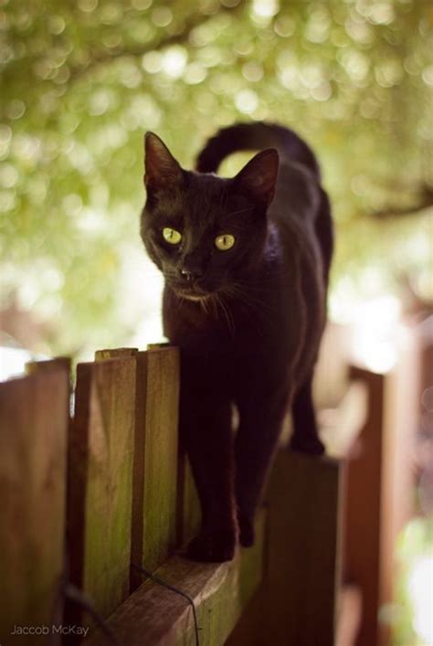 40 Beautiful Pictures Of Black Cats