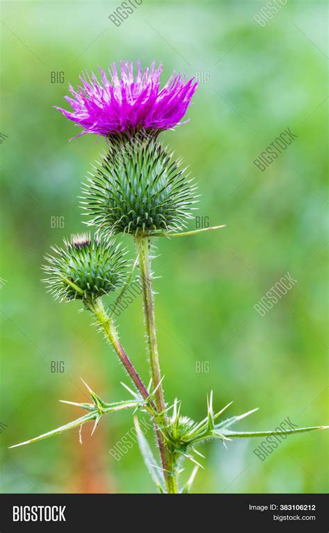 Spear Thistle Cirsium Image And Photo Free Trial Bigstock