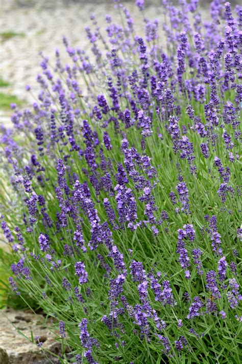 Russian Sage Vs Lavender Sunny Home Gardens