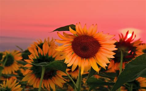 Wallpaper 1920x1200 Px Field Sunflowers Sunset 1920x1200