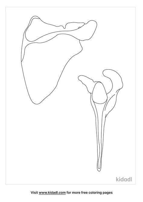 Free Anatomy And Physiology Scapula Coloring Page Coloring Page