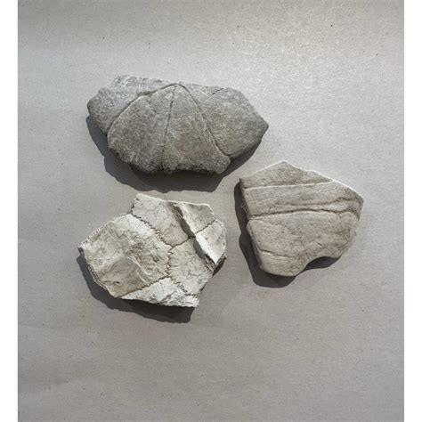 Fossil Turtle Shell Prehistoric Online