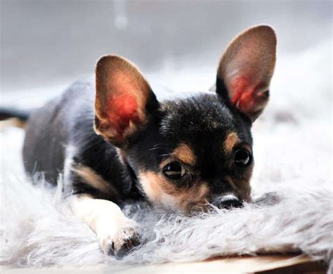 The Teacup Chihuahua Answering Your Questions About The Smallest Dog