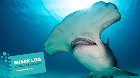 Shark Log Sightings Database