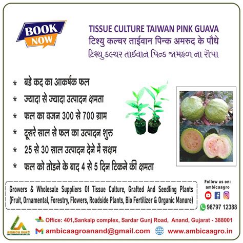 Tissue Culture Taiwan Pink Guava At Rs 130piece अमरूद के पौधे In