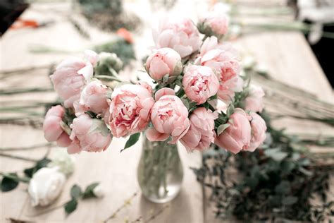 Pink Peonies In Vase Kellogg Garden Organics