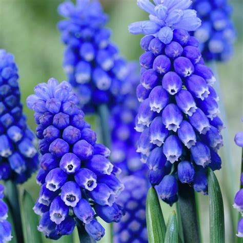 Van Zyverden Blue Muscari Dark Eyes Set Of 25 Bulbs Bagged 25 Count In