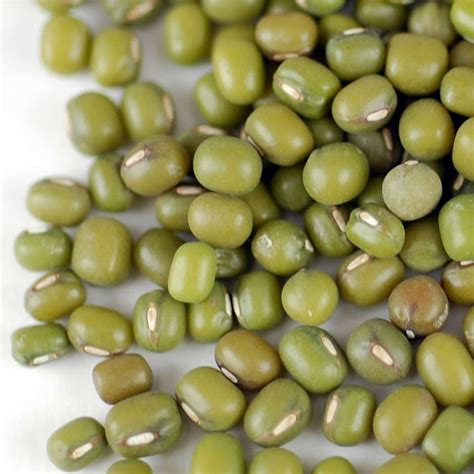 Mung Bean Sprouting Seed Organic 15 G Packet 300 Seeds Handy