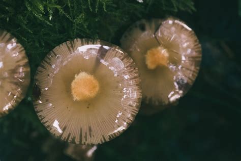 Micro Forest Mushrooms Germany