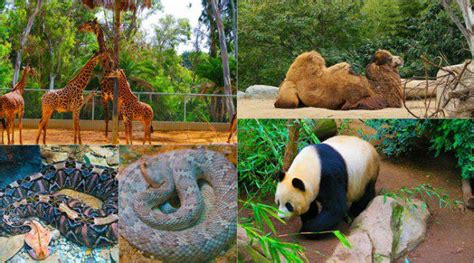 San Diego Zoo Animal Collage X Days In Y