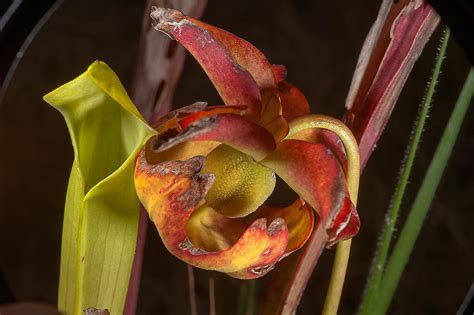 Photo 1472-02: Fruit of pitcher plant (Sarracenia alata) near a ...