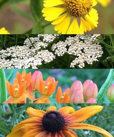 Maybe you would like to learn more about one of these? Look at this #zulilyfind! Illinois Native Seed Ball Set # ...