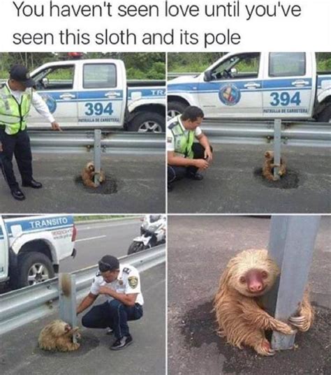 Yeah i just want to feel the sweet release of death. 14 Sloth Memes That Will Quickly Make Your Day More Exciting