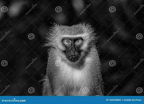 Vervet Monkey Looking Towards The Camera Monochrome Stock Photo