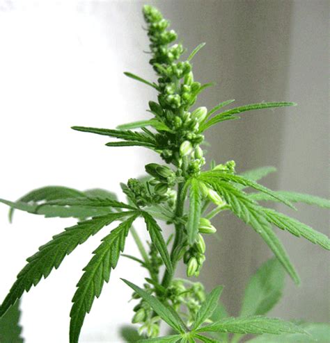 Whats The Difference Between Autoflower Regular And Feminized