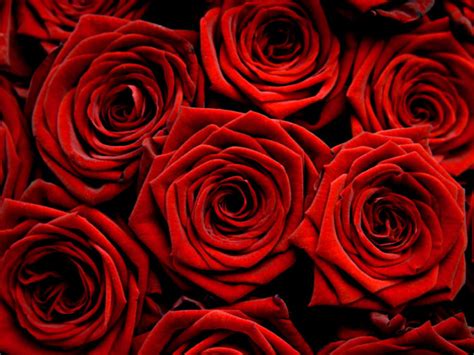 Free Download Best Flowers Red Rose Rose The Beautiful Red Rose Rose