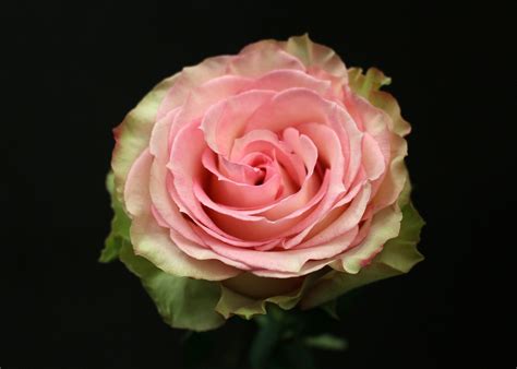 Rose Esperance Superbe Paris Fleurs De Prestige