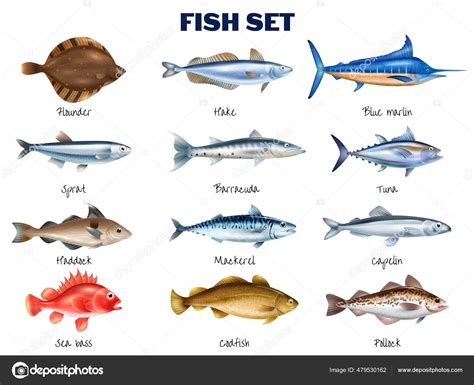 Sea Fish Set Stock Vector Image By ©macrovector 479530162