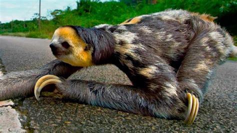Ленивец переходит дорогу Three Toed Sloth Crosses The Road Youtube