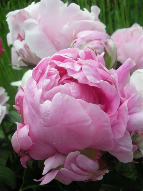 432 Best Images About My Moms Peonies On Pinterest Gardens Pink