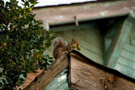 Squirrel Removal And Control Omega Animal Removal Omega Animal