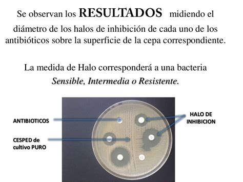 O Que Antibiograma Sololearn