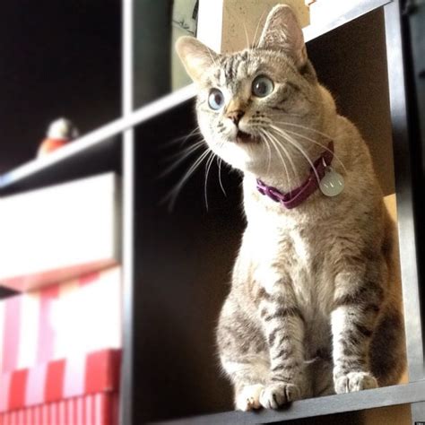 27 Surprised Cats Who Can't Believe What They Just Saw ...
