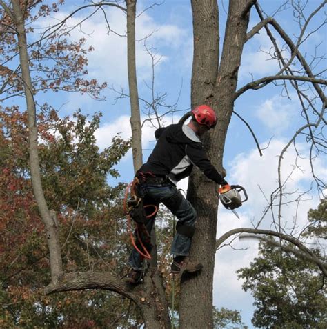 Pruning Trees How It Helps Mr Tree Service Of Fairfield