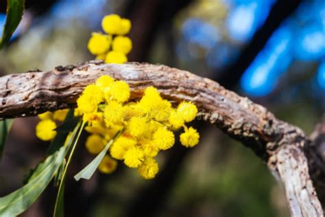 Golden Wattle In Melbourne Australia Stock Image Image Of Macleod