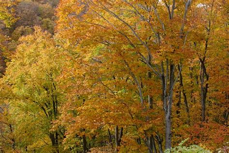 ブナの木黄葉 落葉高木 秋 山地 森林 画像1 無料写真素材 花ざかりの森 印刷広告デザイン素材