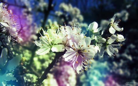 44 Spring Wallpapers ·① Download Free Hd Wallpapers For Desktop And Mobile Devices In Any