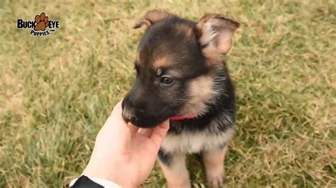 Paul in a rural area north of menomonie. German Shepherd Puppies - YouTube