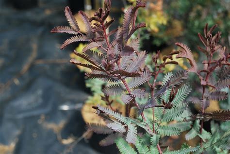 It is very spectacular in flower. Acacia Baileyana Purpurea. Shrubs for Sale UK ...