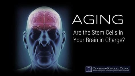 Do Stem Cells In Our Brain Control Aging Stem Cell Blog