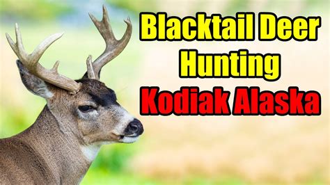 Sitka Blacktail Deer Hunting On Kodiak Island Alaska Youtube