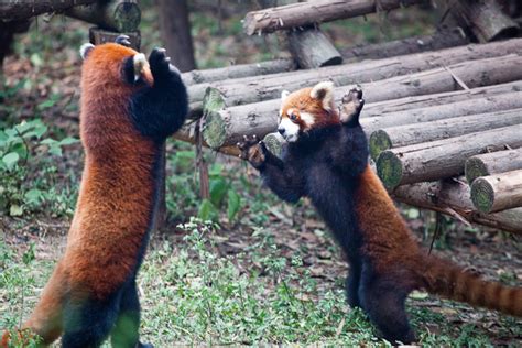 The Original Mma Champion Red Pandas