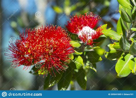 Brilliant Red Pohutukawa Bloom On Base Of Mount Maunganui Stock Image