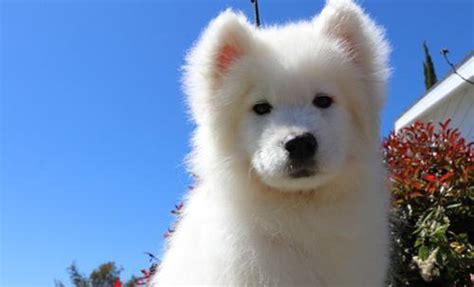Browse photos and descriptions of 1000 of california samoyed puppies of many breeds california, livermore, 94550. Samoyed Puppy for Sale - Adoption, Rescue for Sale in ...
