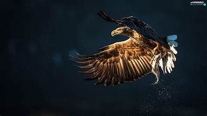 Eagle Fish Birds Bird Flying Catch 4k