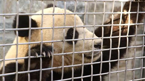 National Zoos Giant Panda Cub Makes Debut Cnn Travel