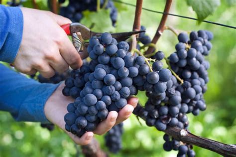 Growing Grapes Varieties Planting Guide Care Diseases And Harvest