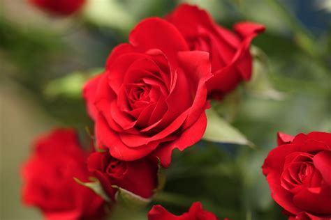 Why Red Roses Are Associated With Romance And Love